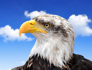 Bald Eagle - Haliaeetus leucocephalus