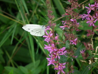 Schmetterling und Blumen