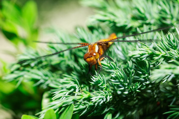 dragonfly