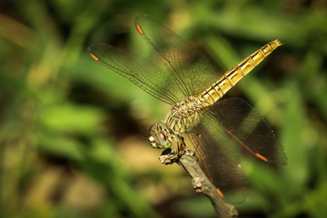 The dragonfly