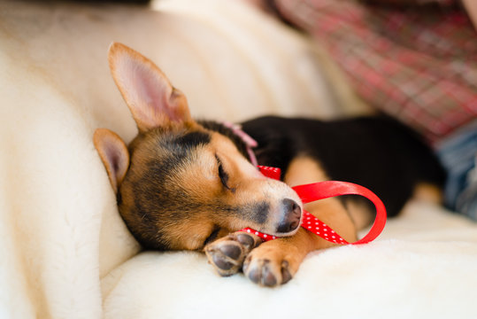 small dog with red ribbon sleeping on bed, closeup image