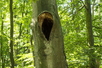 Tree hollow