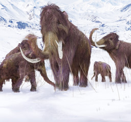 Obraz premium Woolly Mammoth Family - An illustration of a family of Woolly Mammoths grazing on what is left of the grasses as winter approaches in this ice age scene.