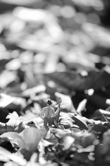 Farmer(miniature) with a fork standing , field of autumnal leave