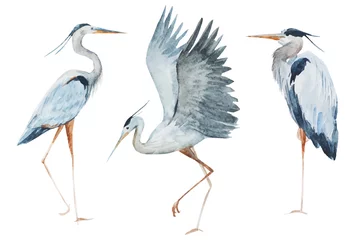 Foto op Plexiglas Watercolor heron birds © zenina