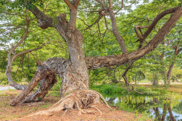Big green tree and wetlands