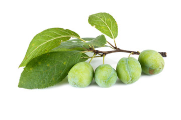 Green plum