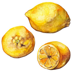 Watercolor lemon citrus yellow fruit vector isolated