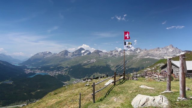 Herd of cows on pasture. Panorama of the Upper Engadine from Muottas Muragl.