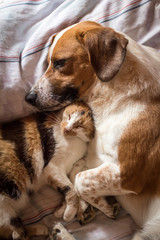 Dog and cat cuddle on bed