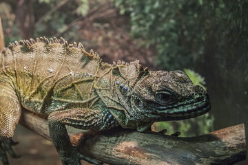Grey lizard in the Moscow zoo