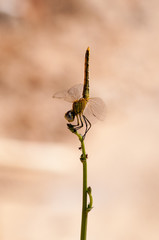 Dragon fly