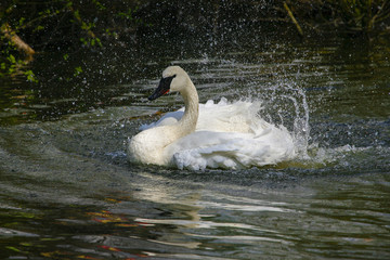 Fototapeta premium Zwaan spetterd in het water.