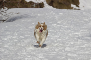 Australian Shepherd Dog running in snow