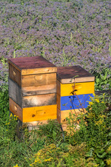 Farm Beehives