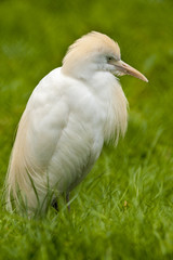 Koereiger zit in het gras.