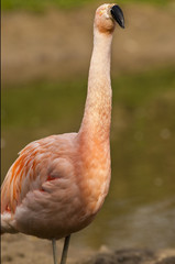 Obraz premium Flamingo gaat uit zijn bol.