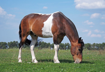 Pinto horse grazes on the meadow
