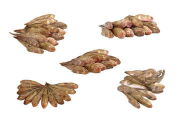 Set of fresh raw fish.Isolated.