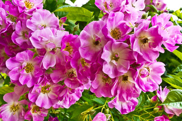 Fototapeta na wymiar Cluster of pink dog rose flowers.