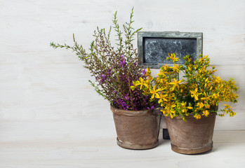 medicinal herbs  St. John's wort, willow tea pot