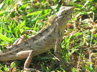 Pelikan auf einer Laterne