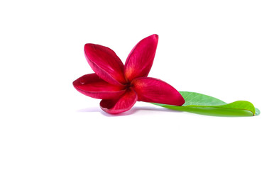 Red flower with green leaf isolated on white background