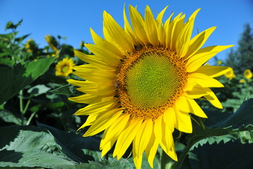 il banchetto dell'ape maia