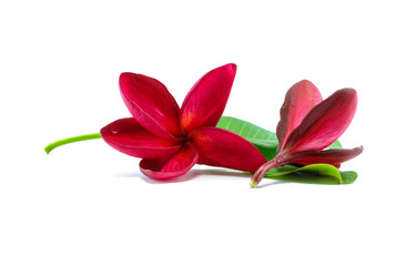 Red flower with green leaf isolated on white background