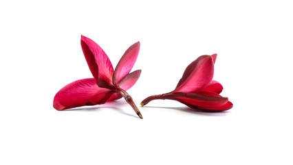 Red flower with brass bolw isolated on white background