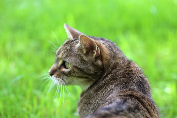 Chat