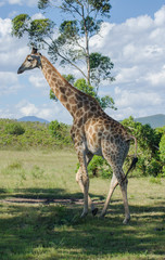 Naklejka na ściany i meble Stolze Giraffe im weiten Südafrika