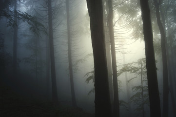 light beam in foggy forest