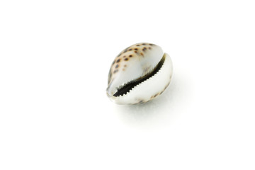 sea shell