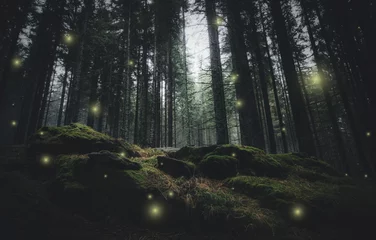 Vlies Fototapete Wälder magische Lichter, die nachts im mysteriösen Wald funkeln