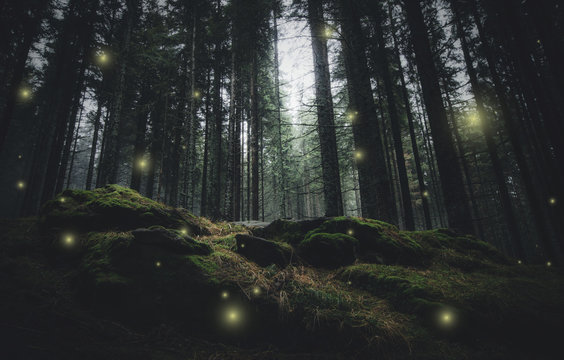 Fototapeta magiczne światła mieniące się nocą w tajemniczym lesie