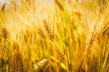 Golden wheat with bokeh blur. Spikes of wheat closeup. Cereal plants at sunrise in a soft focus.