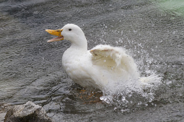 ducks on lake