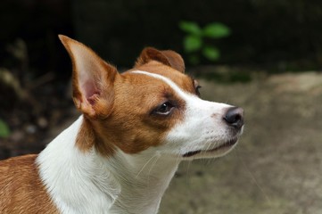 Jack Russell Terrier Dog Looking into the Air