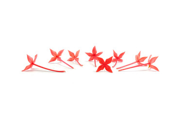 Red Ixora flower isolated on white background