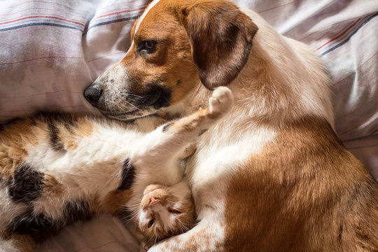 Dog And Cat Cuddle On Bed