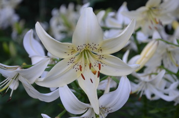 Weiße Lilien blühen im Garten