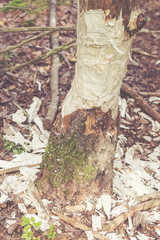 Tree almost taken down by beaver