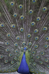 Naklejka premium peacock