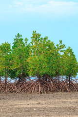 Mangrove trees on the beauty beach