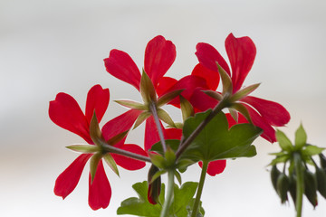geranium in the garden