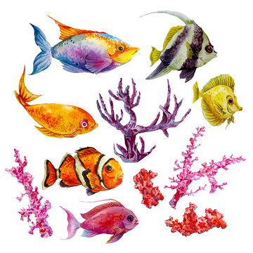 Marine set of Watercolor Vector Tropical Fish, Seaweed Coral