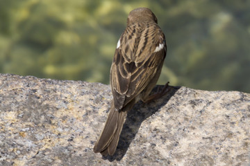 cute sparrow on lake
