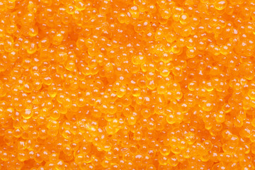 tobiko (flying fish caviar) extreme closeup