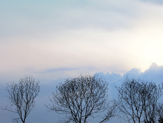 Fototapeta na wymiar Dry branches in the blue sky at twilight .